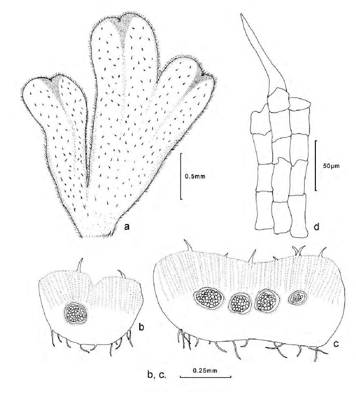 4.錢苔科