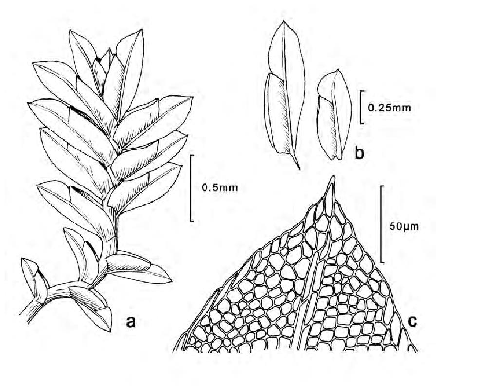 6.凤尾藓科