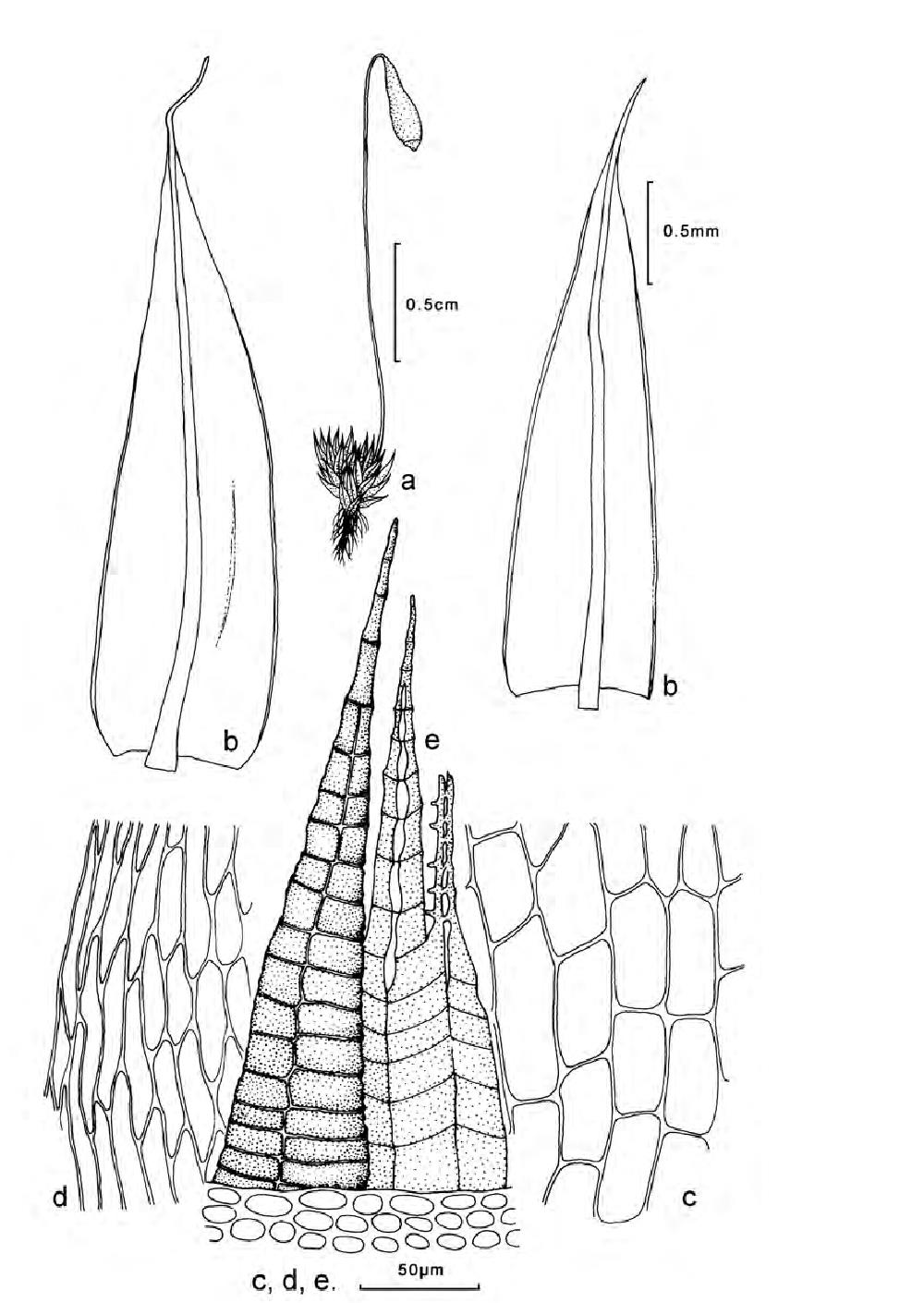 9.真藓科