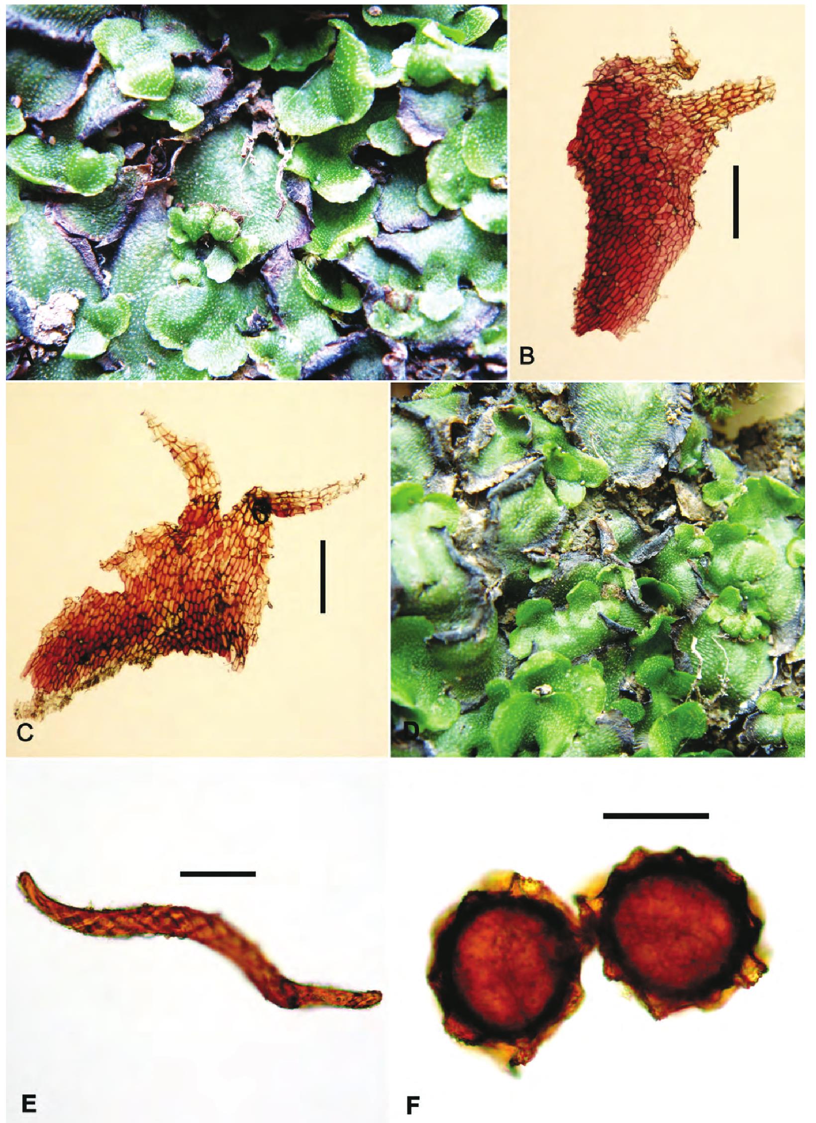 2.紫背苔属