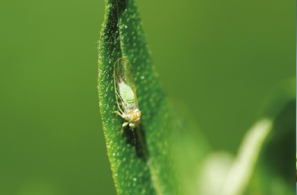 沙枣木虱