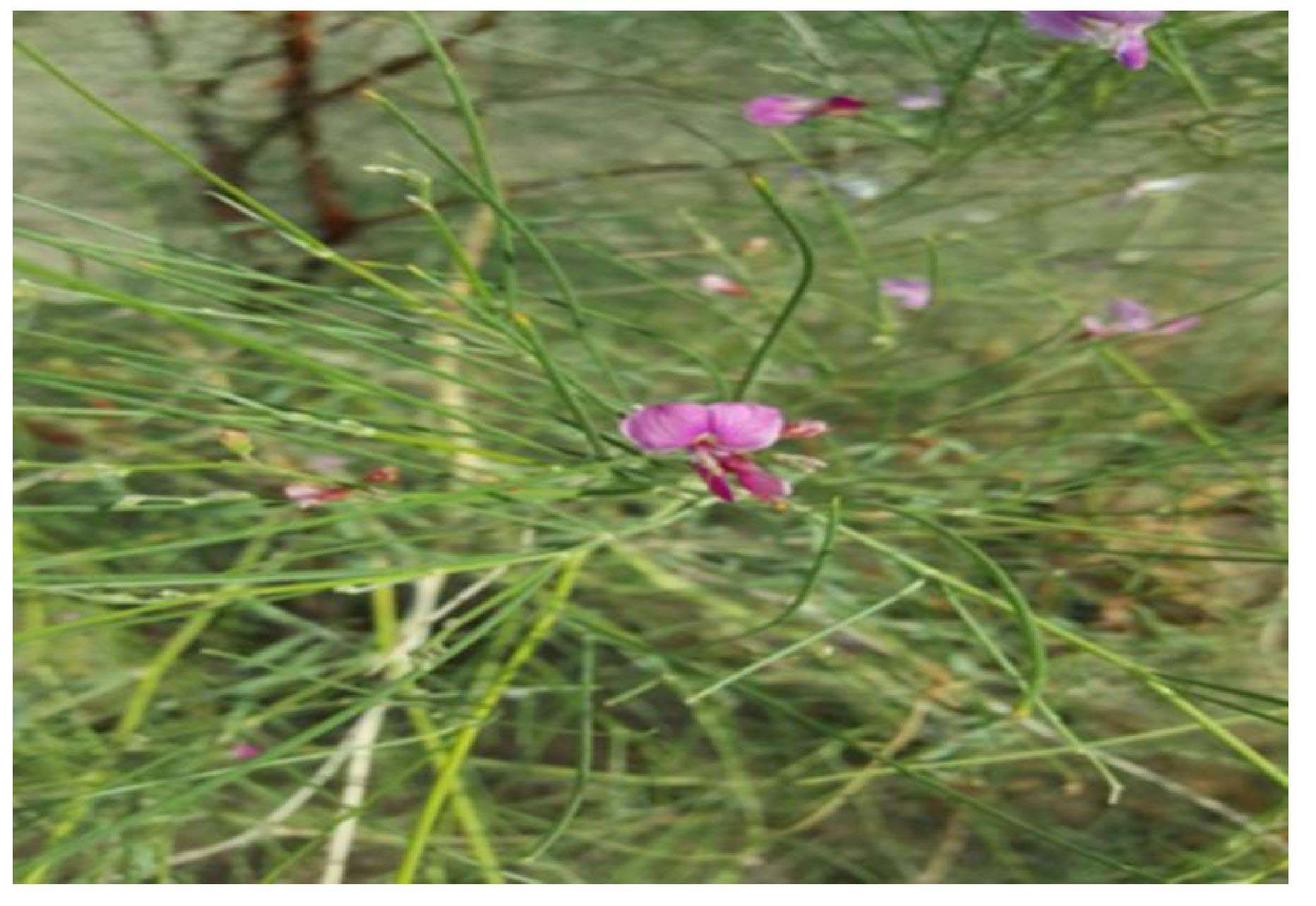 花棒(种子可食)