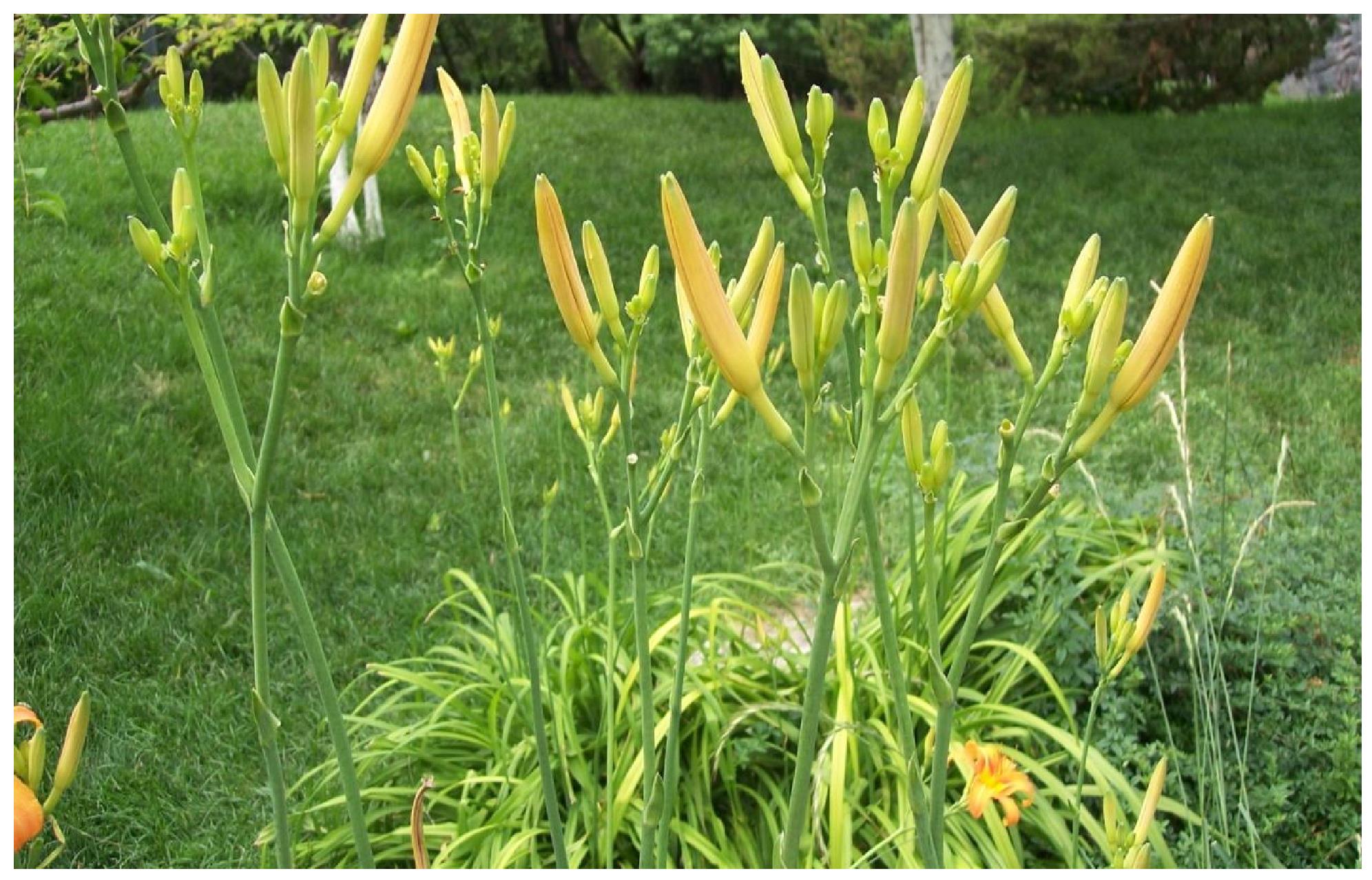 台东黄花菜