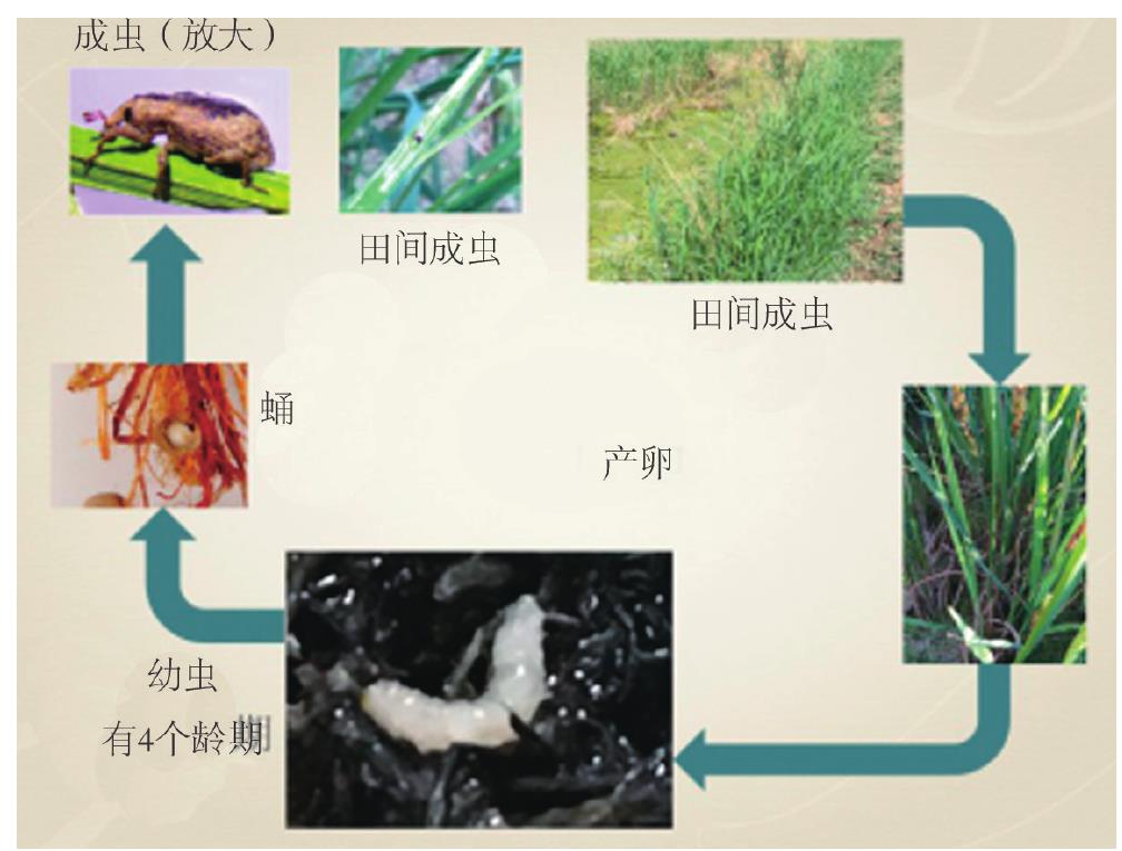 2.稻水象甲生物学特性