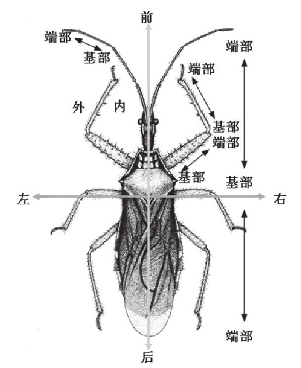 一、昆虫的形状、大小和体向