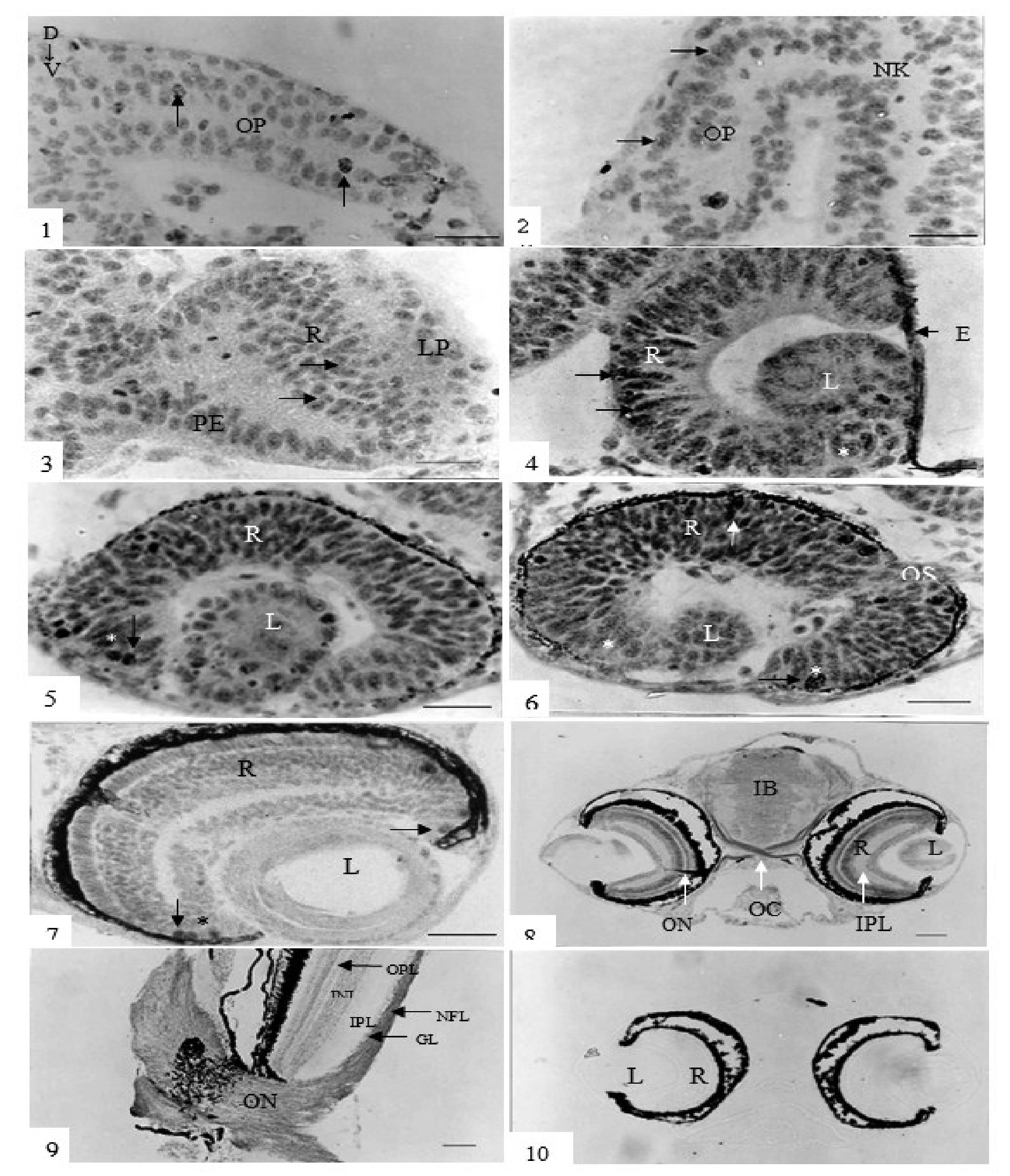 实验十八 利用免疫组织化学定位斑马鱼视觉系统内中、高分子量神经丝蛋白