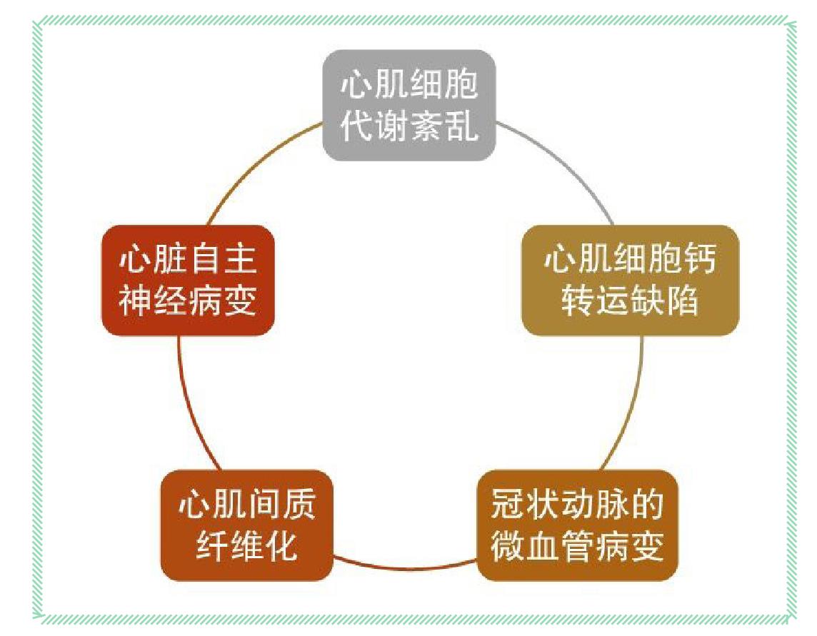二、糖尿病性心肌病
