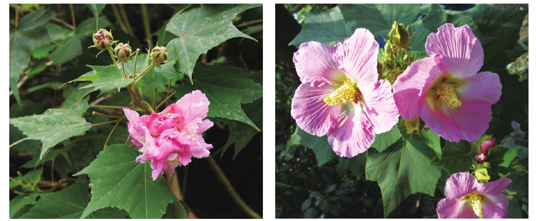 木芙蓉花