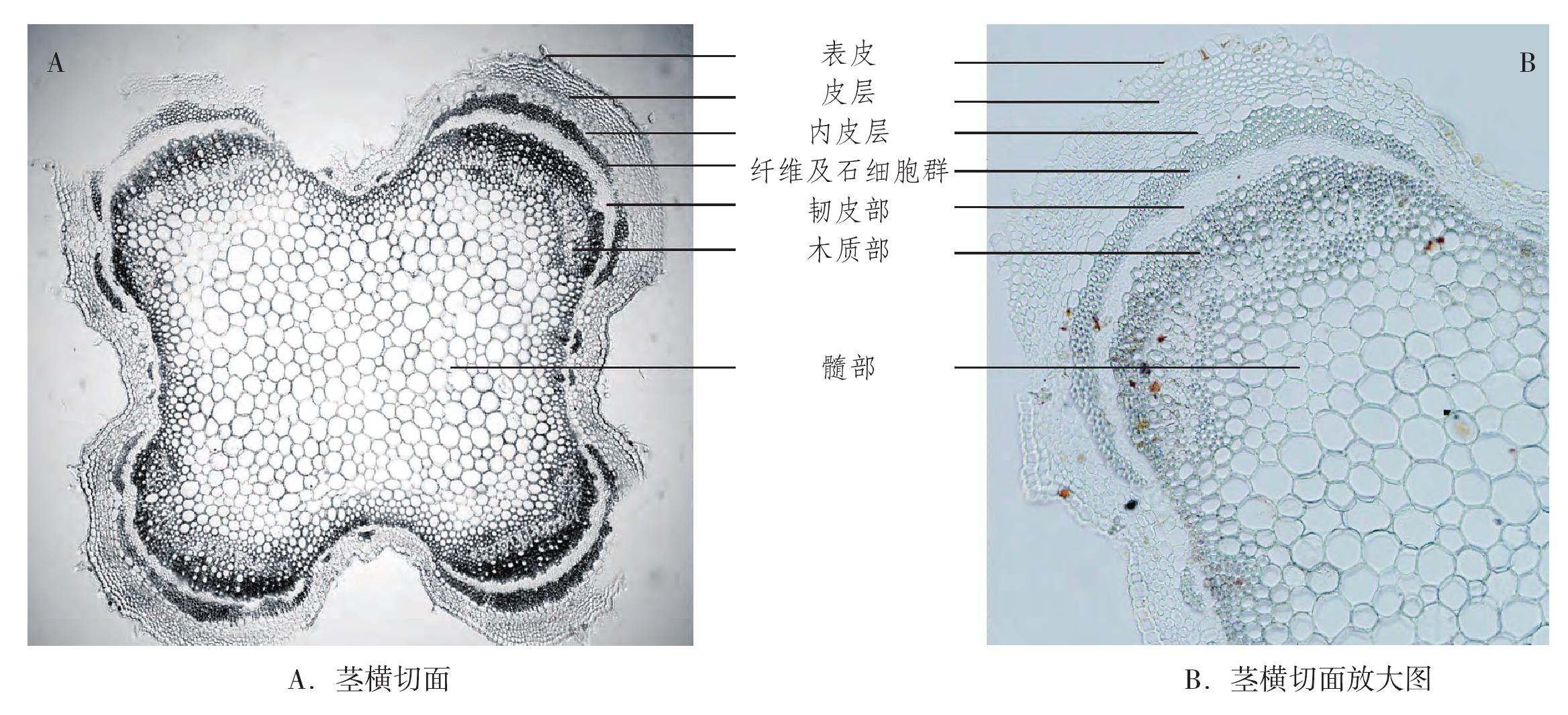 石見穿