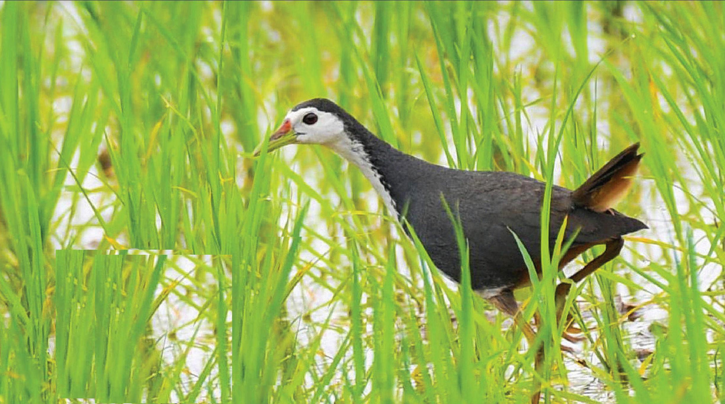 白胸苦惡鳥