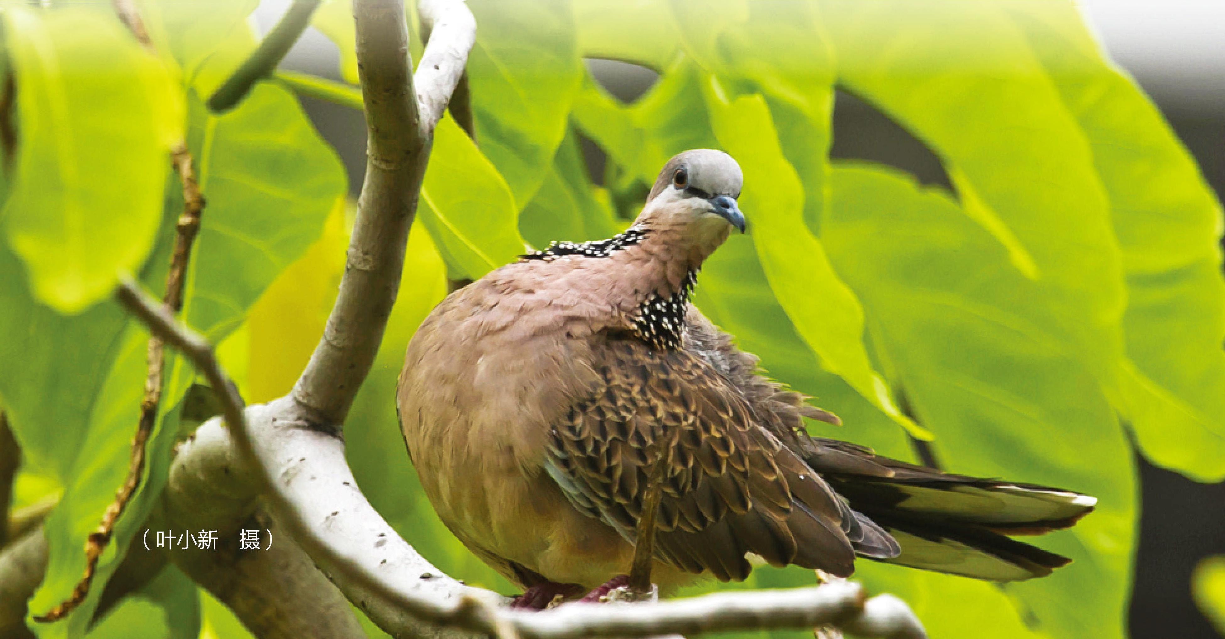 珠頸斑鳩