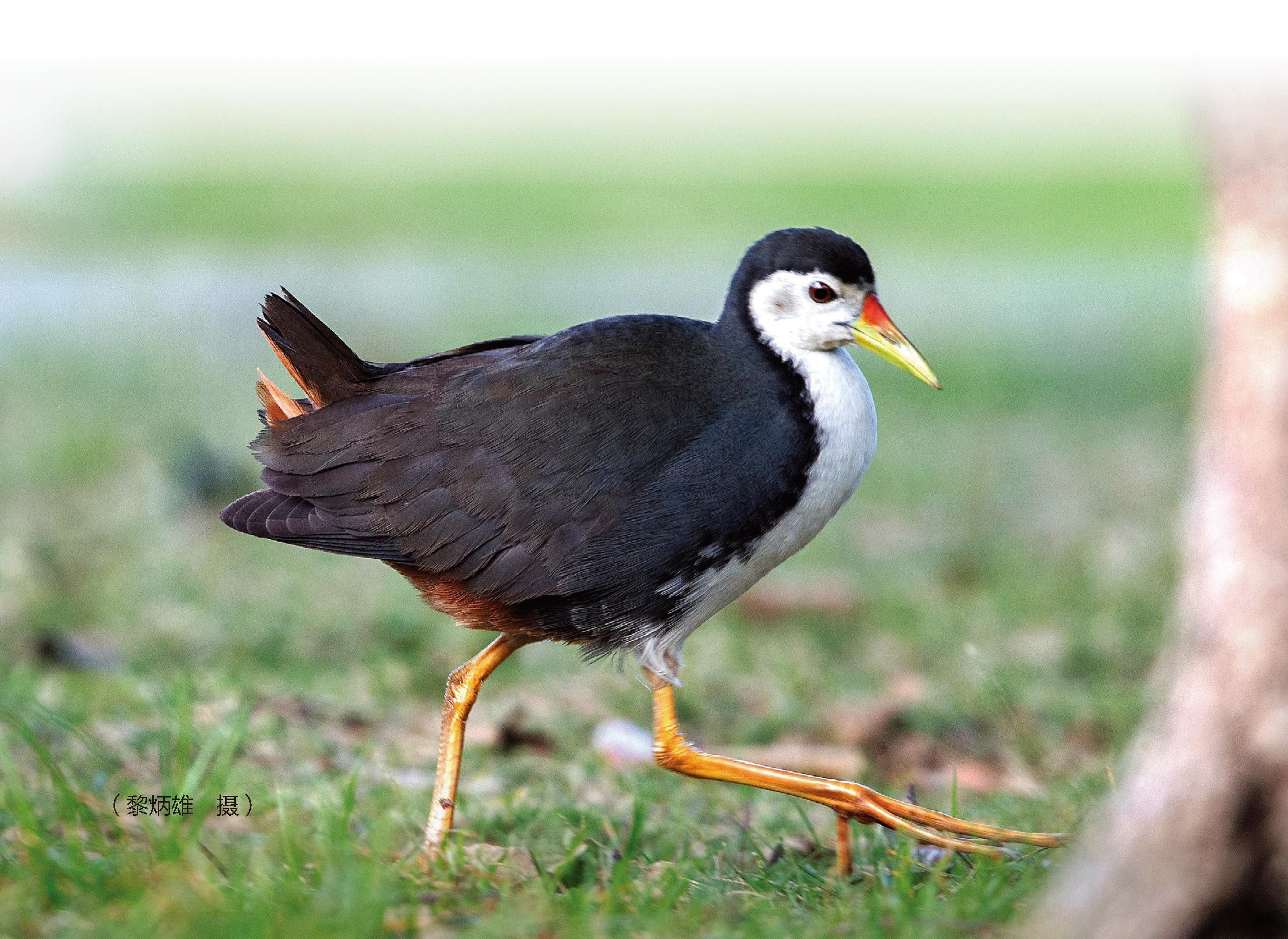 白胸苦惡鳥