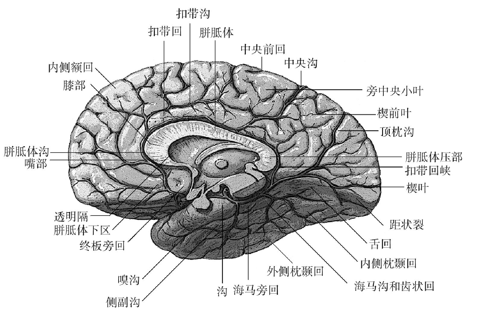 一、大腦半球三維結(jié)構(gòu)特征與神經(jīng)配布