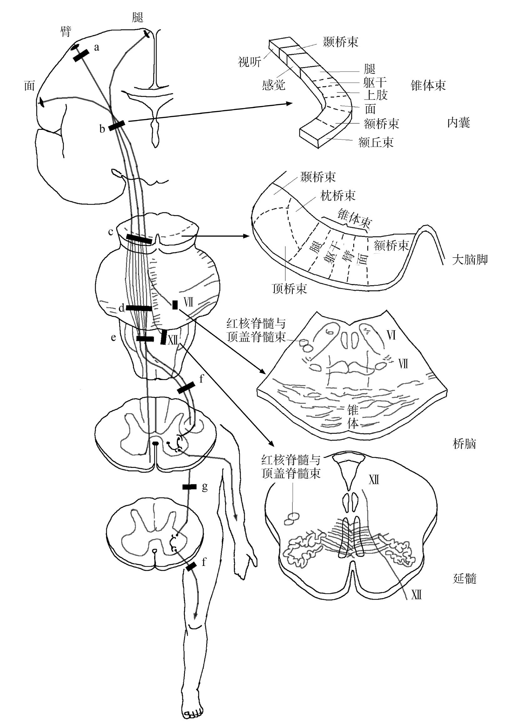 一、大腦中心區(qū)三維特征與神經(jīng)配布
