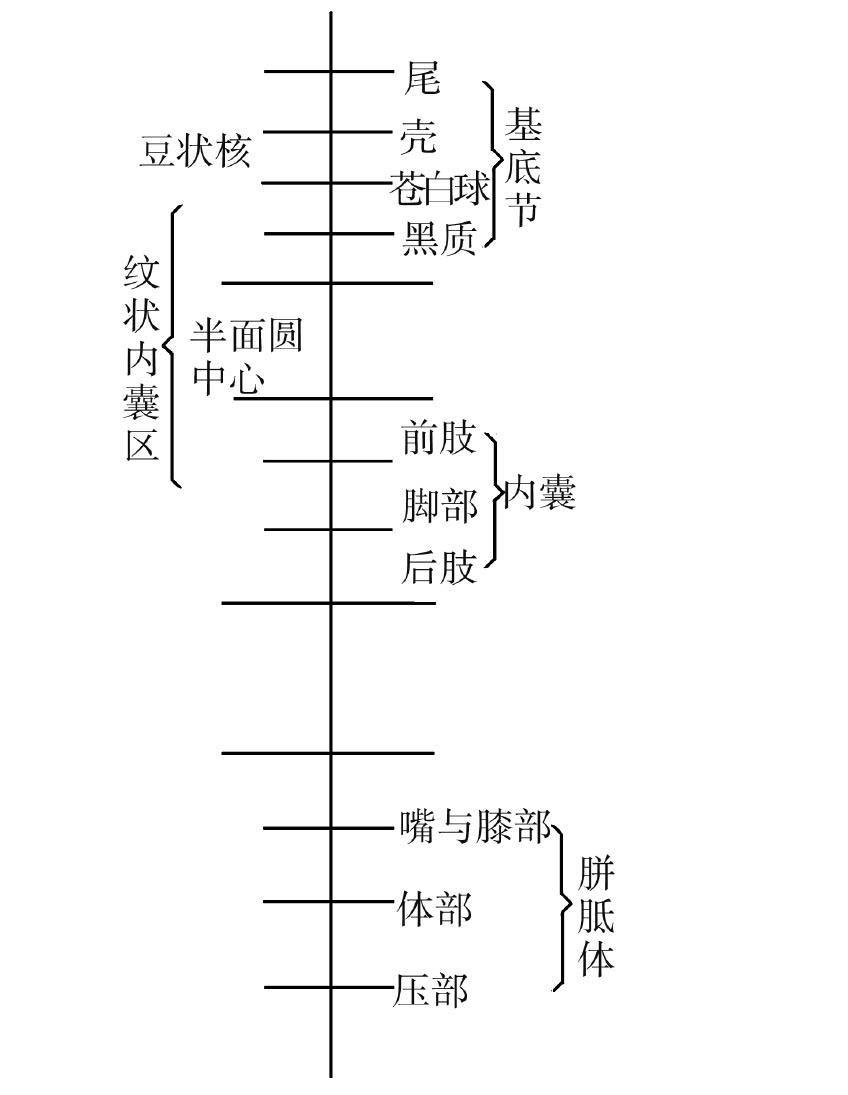 三、大腦中心區(qū)病變定位原理原則方法