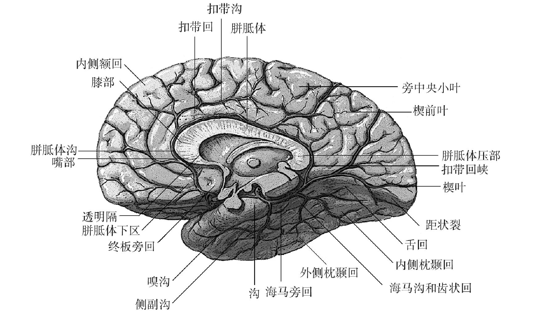 一、大腦邊緣區(qū)三維特征與神經(jīng)配布