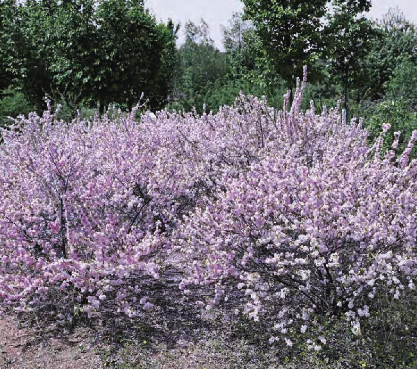 粉花重瓣麦李