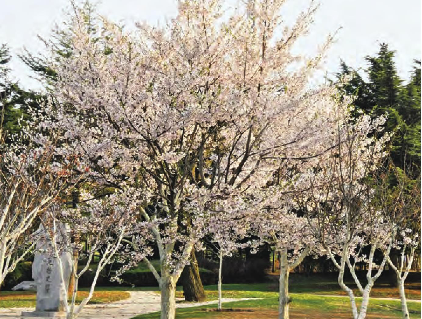 东京樱花