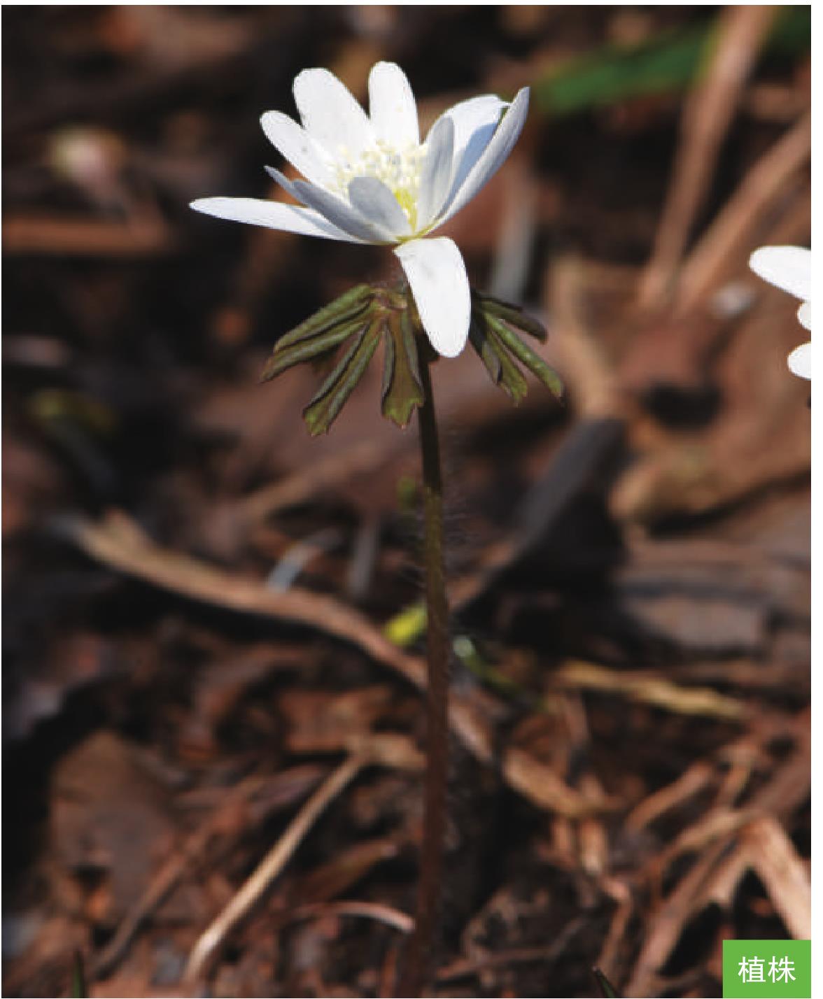 多被银莲花