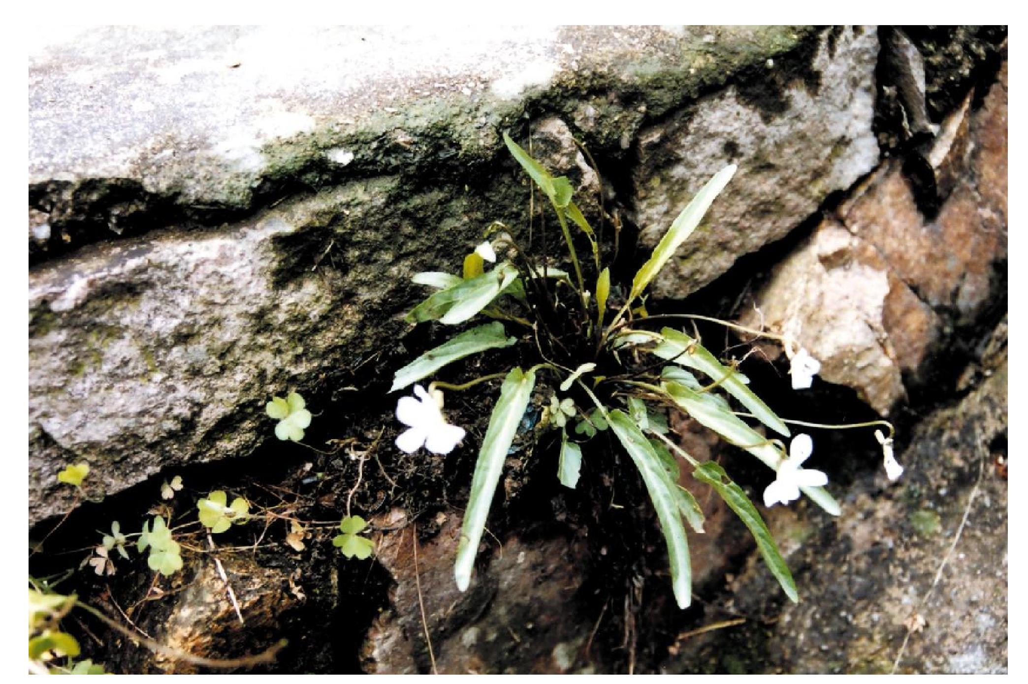 白花地丁花期图片