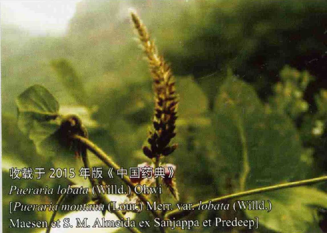 野葛