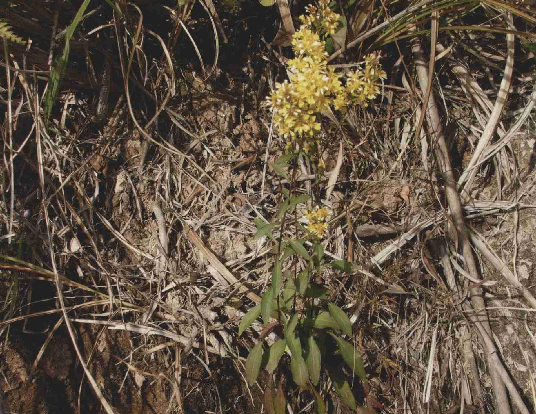 一枝黃花