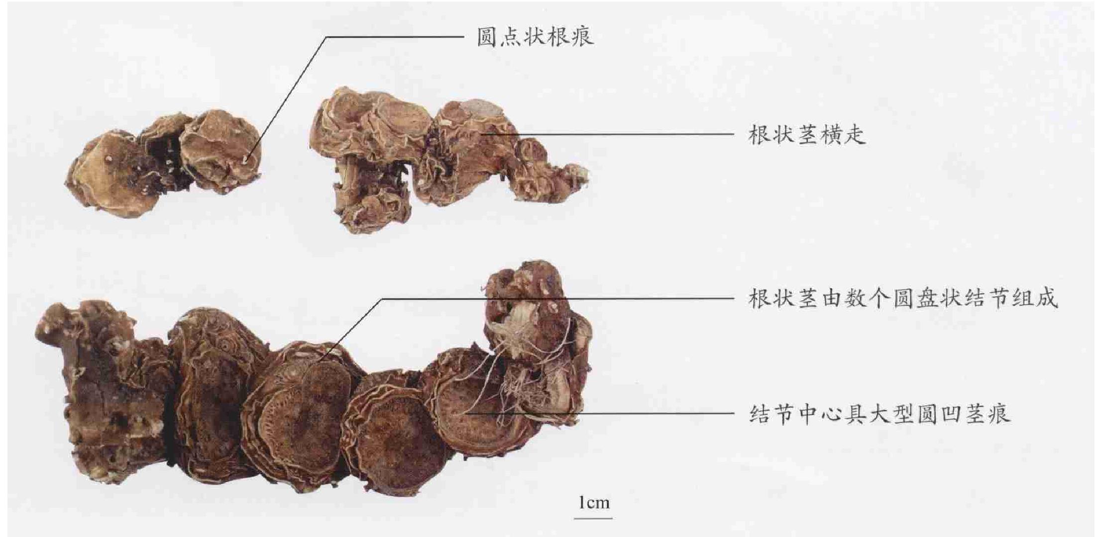 八角蓮