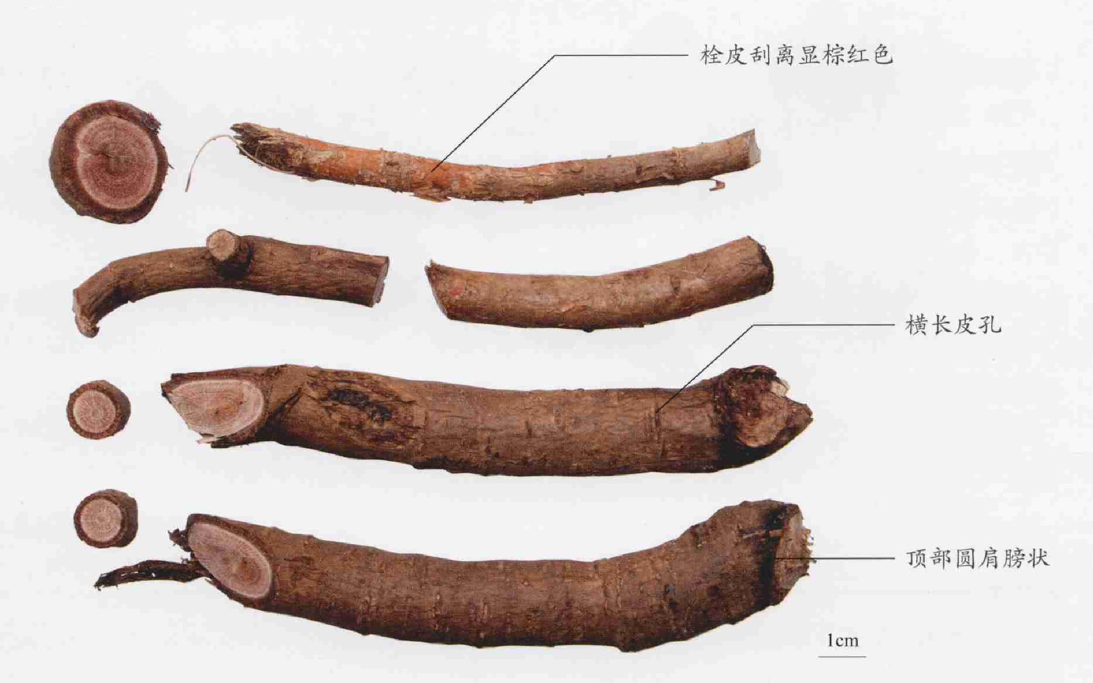 千斤拔