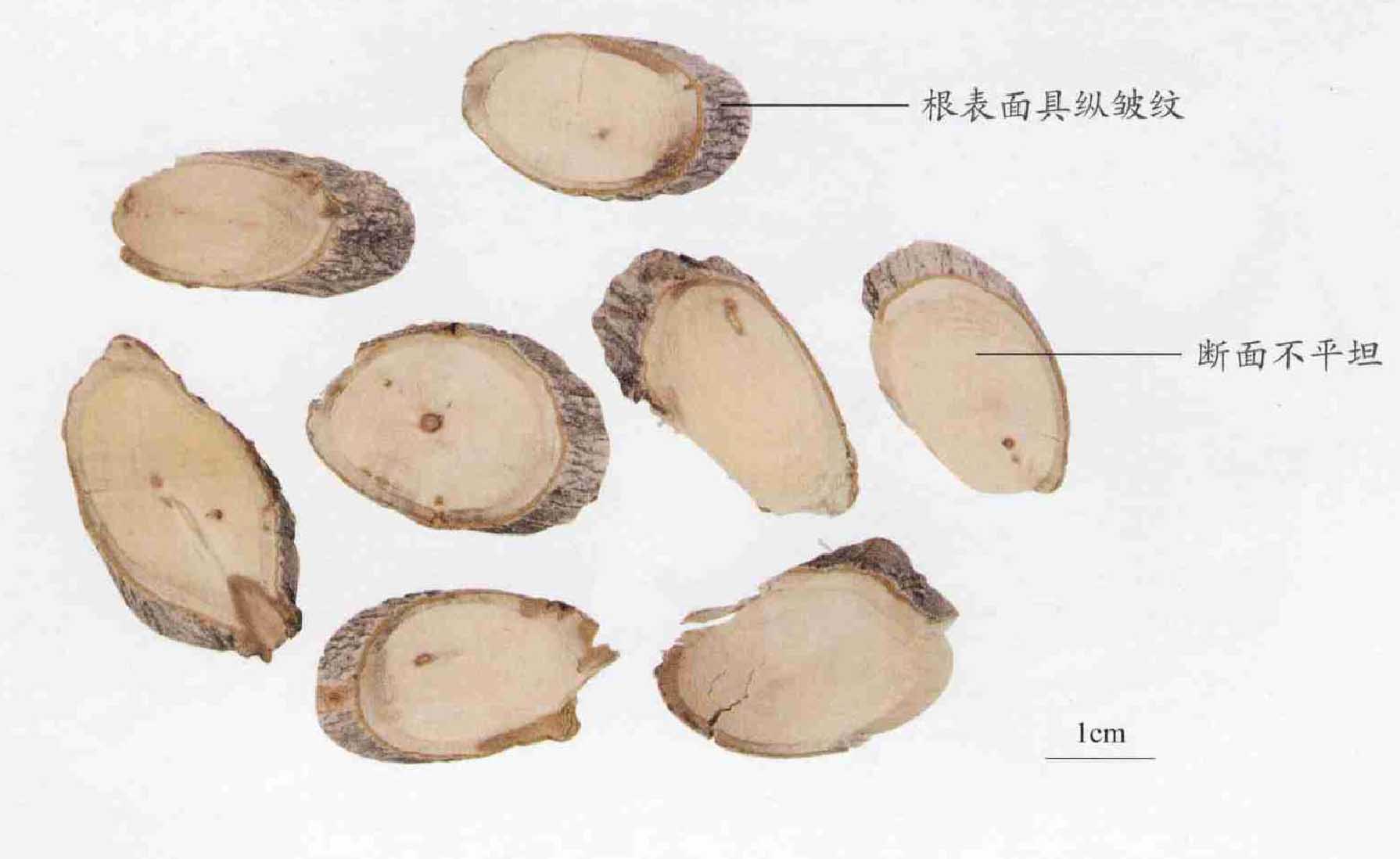 水楊梅根
