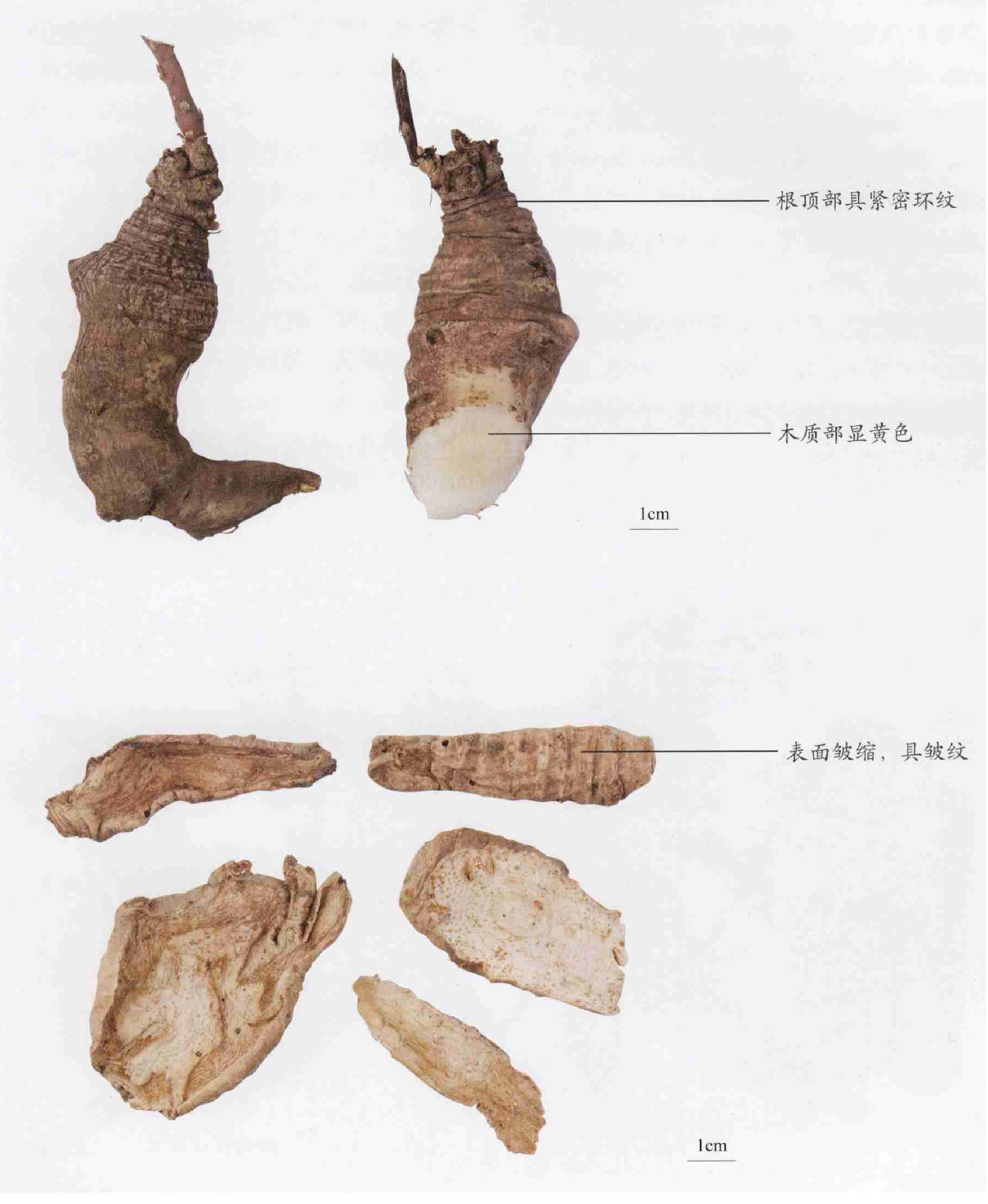 四葉參