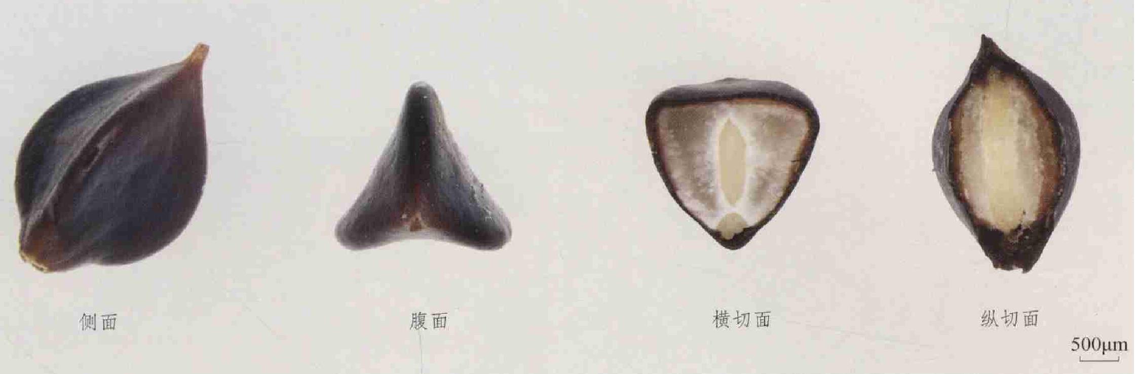 拳參