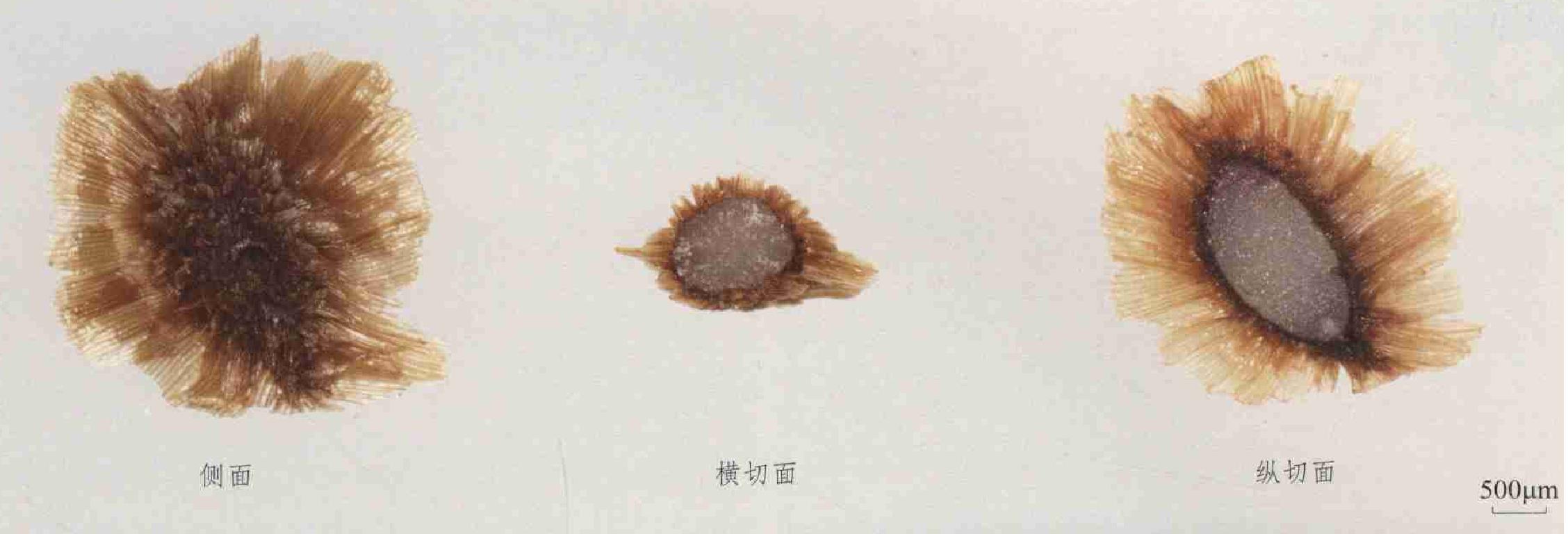 大三葉升麻