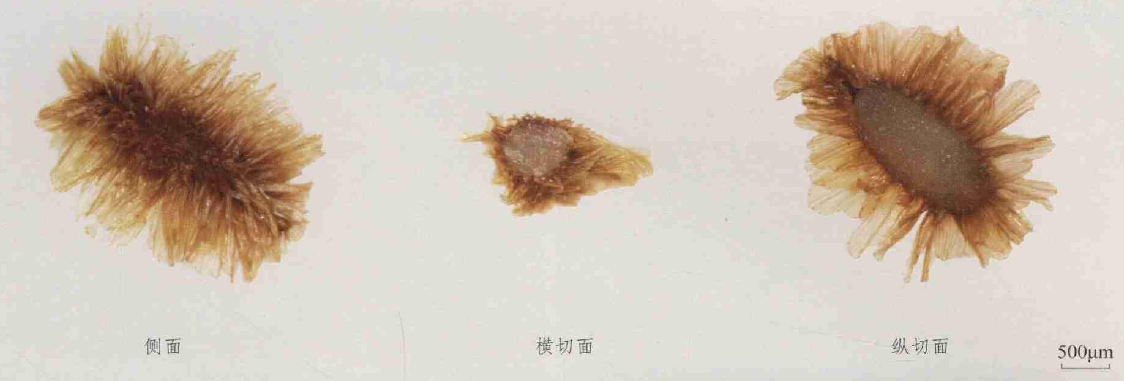 興安升麻