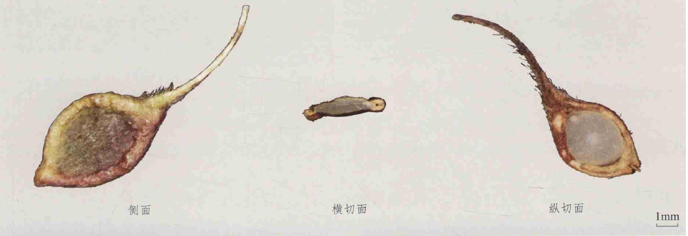 小木通