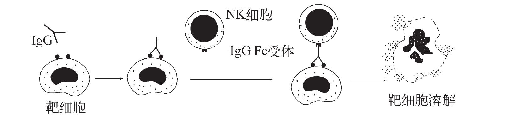 三、自然殺傷細胞
