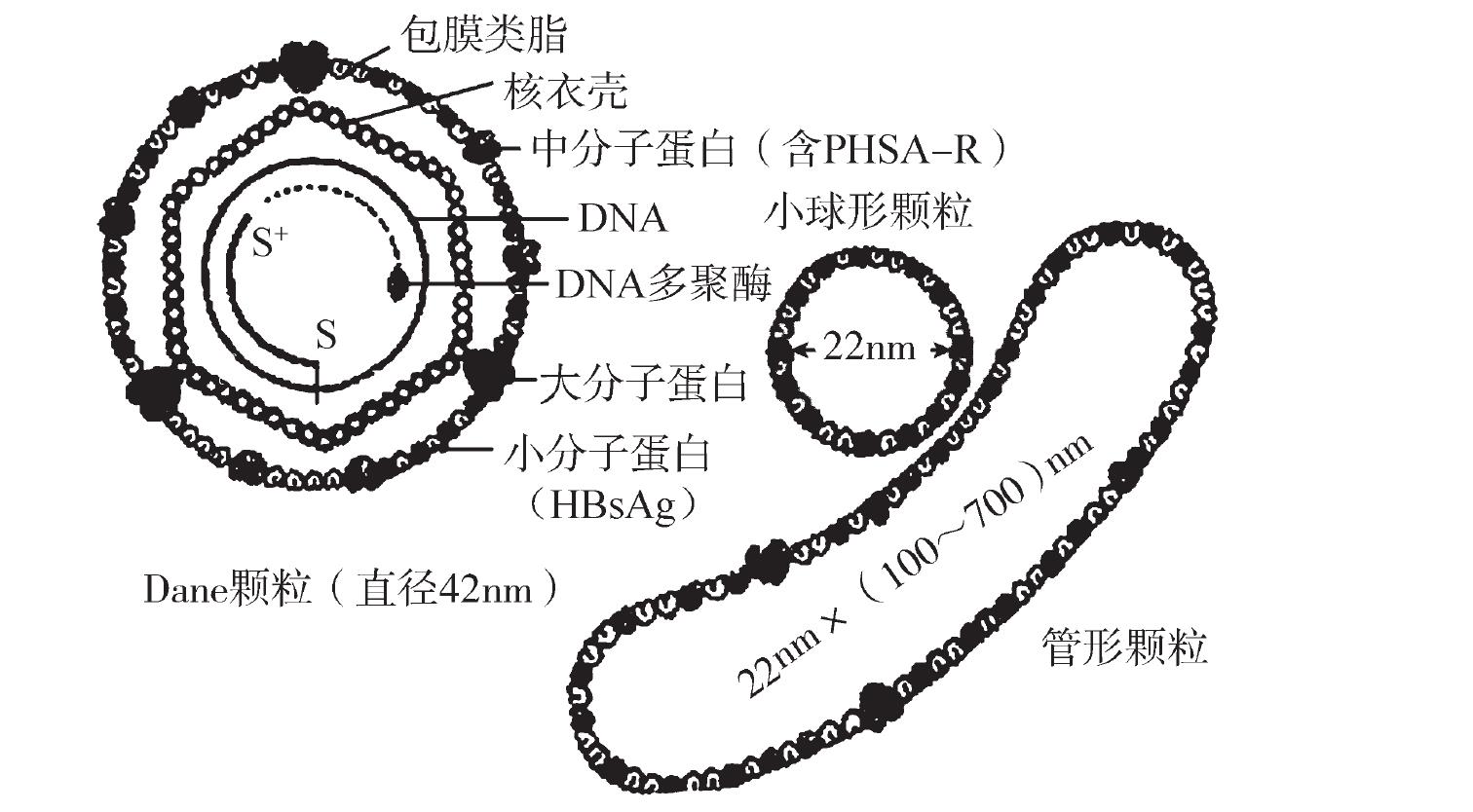 (一)生物學(xué)性狀