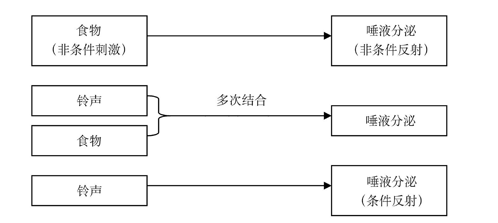 (一)巴甫洛夫的经典条件反射