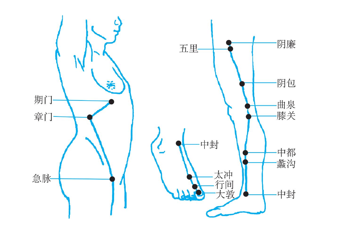 (十二)足厥陰肝經(jīng)