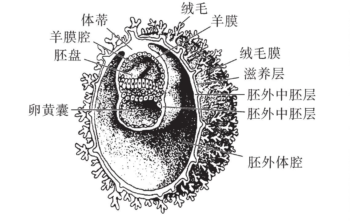 一、二胚层的形成