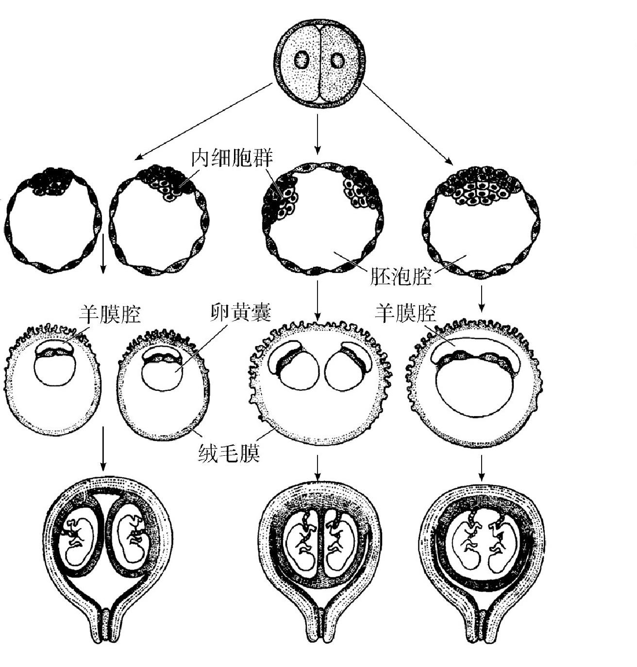 12.3 胎膜和胎盘下载 - 重庆大学出版社 - 教学资源库管理平台