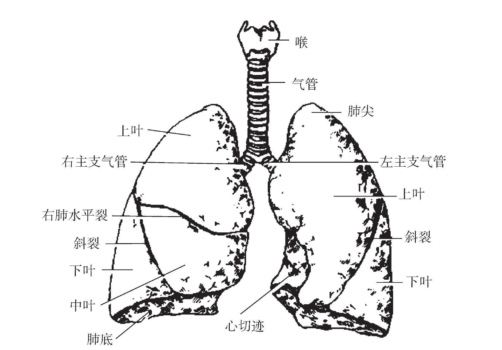 一、肺形态及分叶
