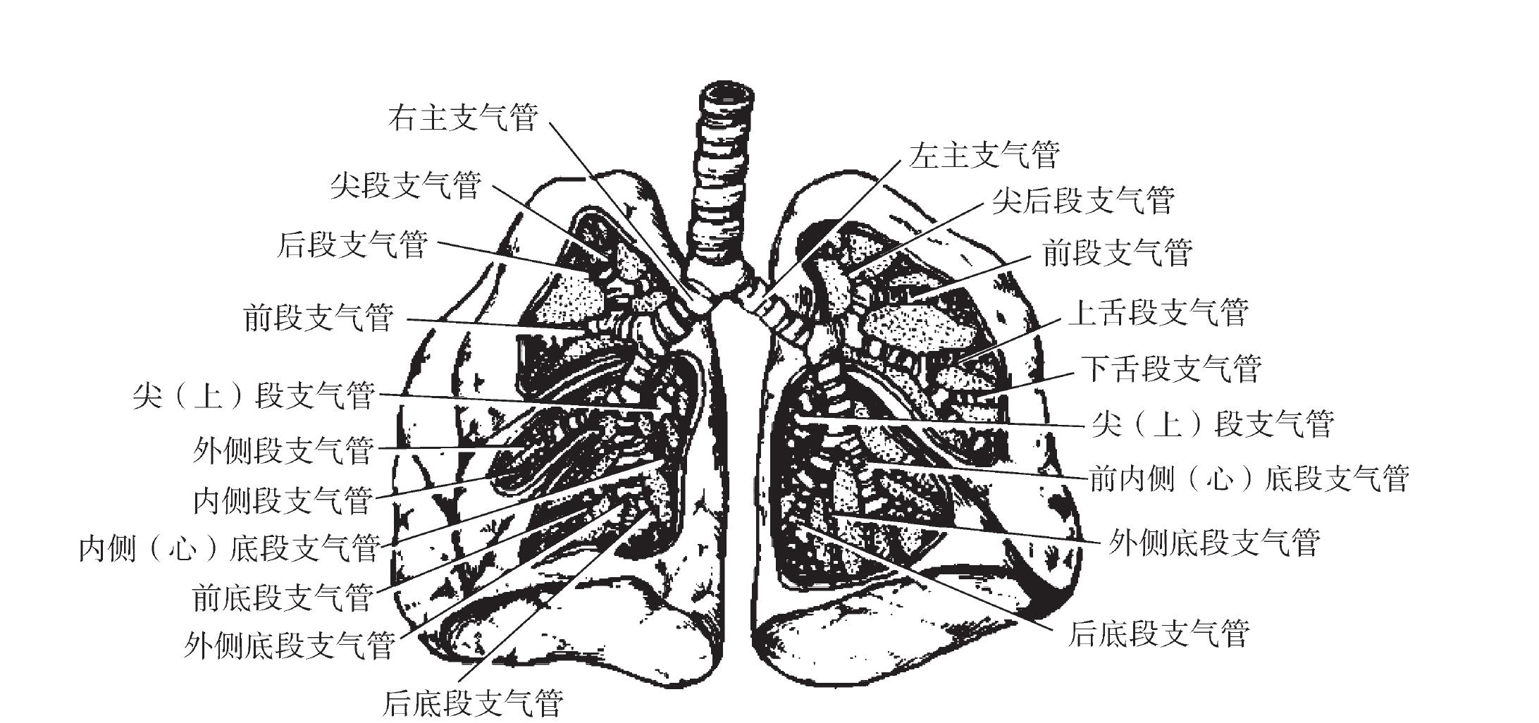 三、支气管肺段