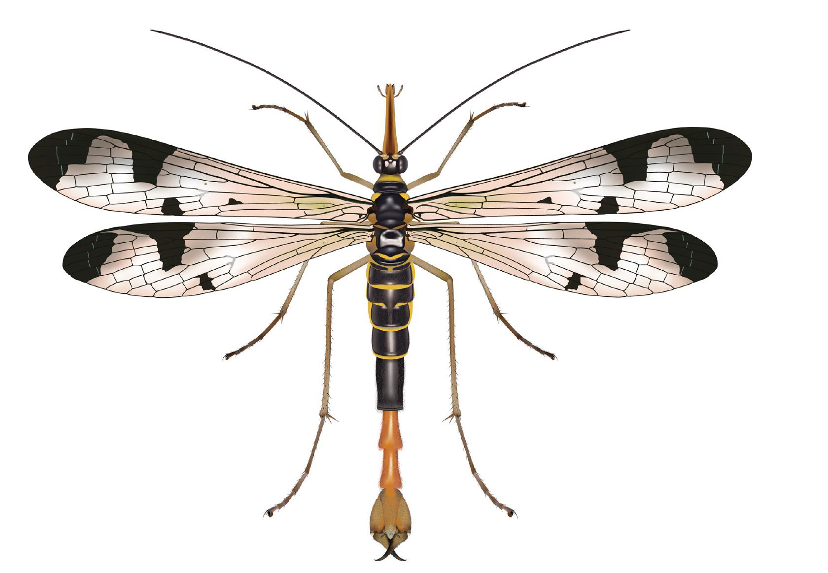 (一)长翅目Mecoptera昆虫的主要识别特征