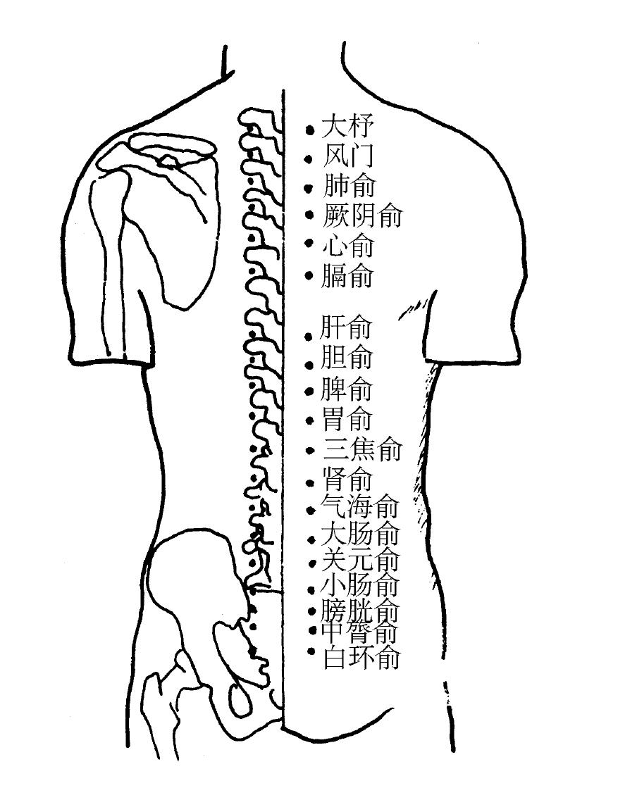 十二俞的准确位置图片图片