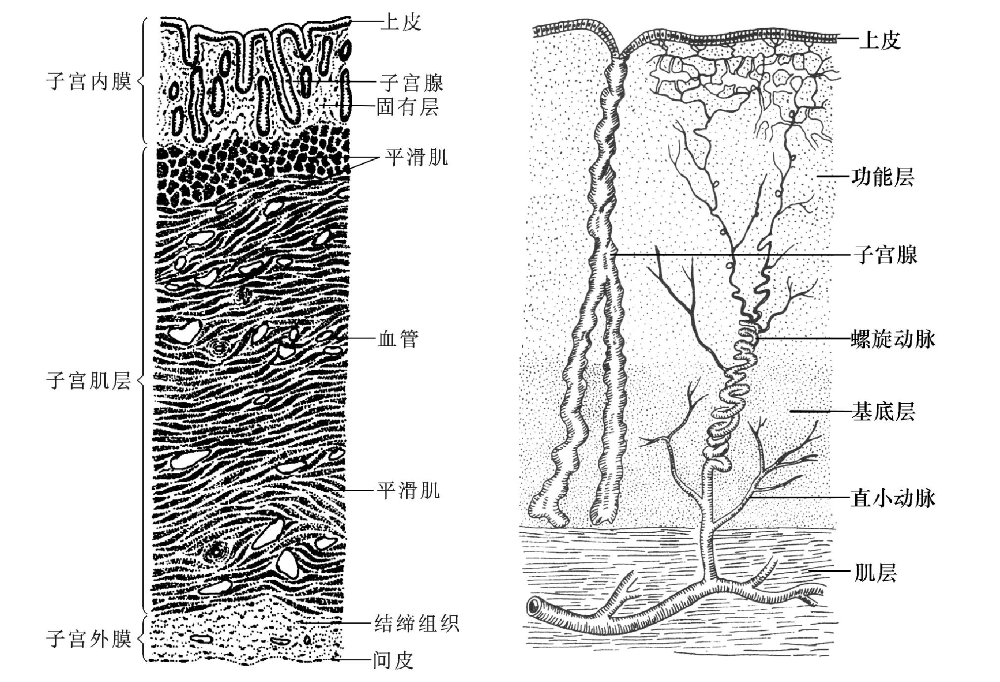 一、內生殖器