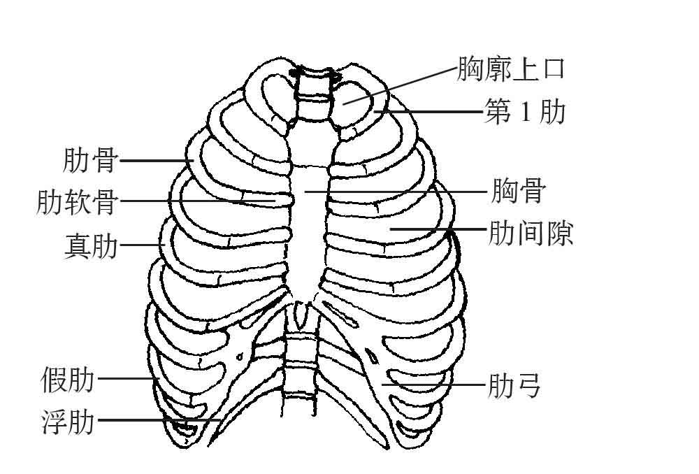 一、胸壁骨骼(骨性胸廓)
