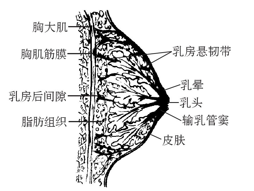 二、女性乳房构造