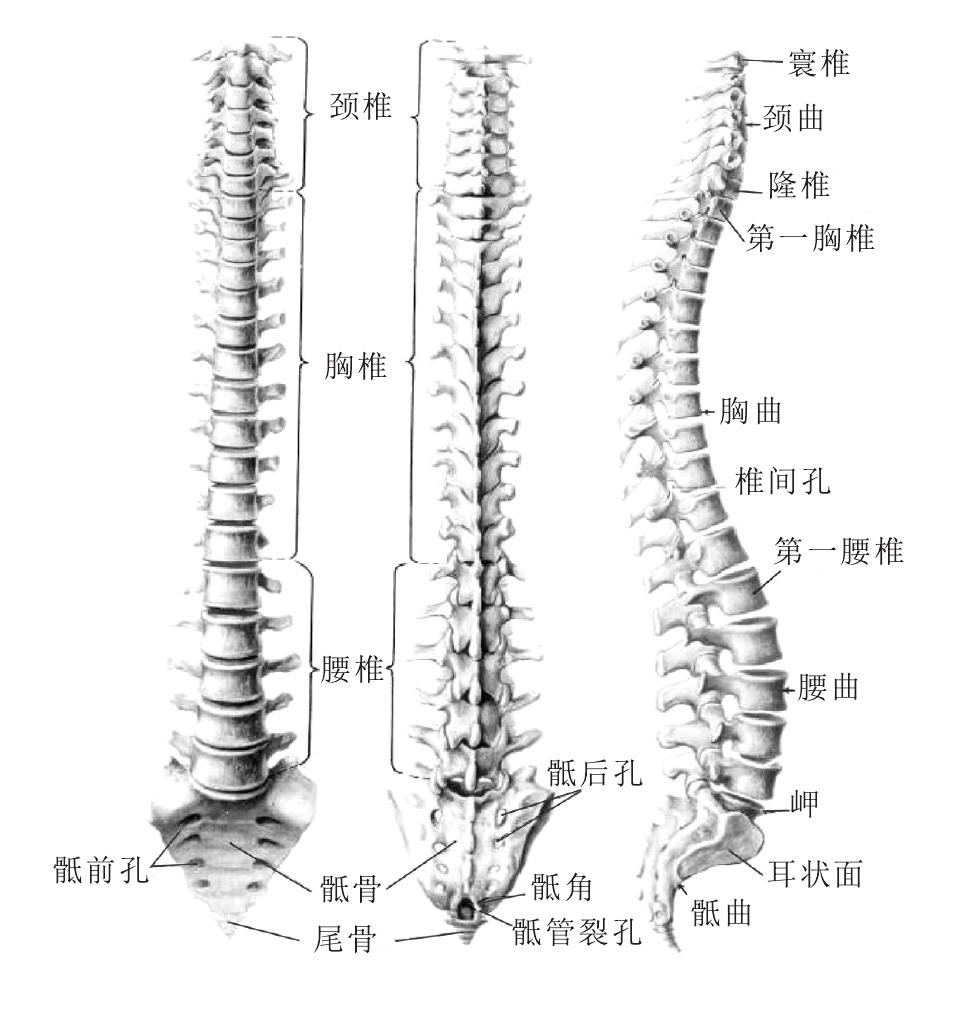 一、脊椎骨及其附件