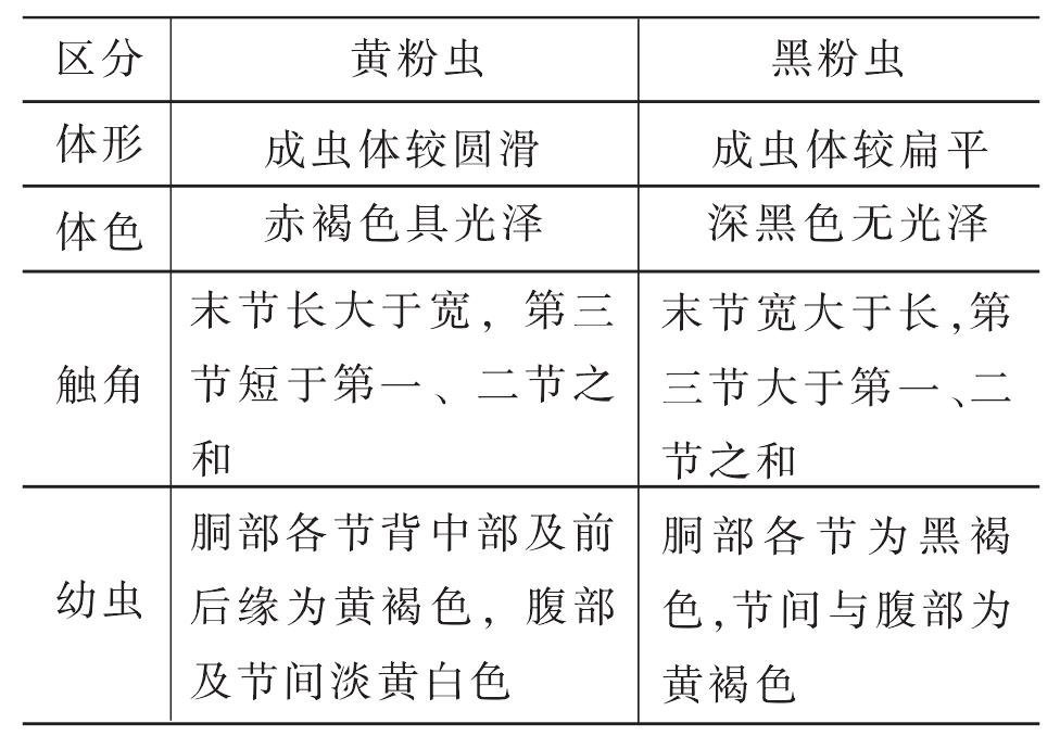 黃粉蟲的生物學特性及和黑粉蟲的區(qū)別