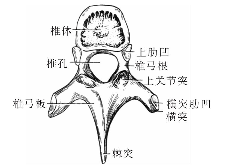 (六)椎孔